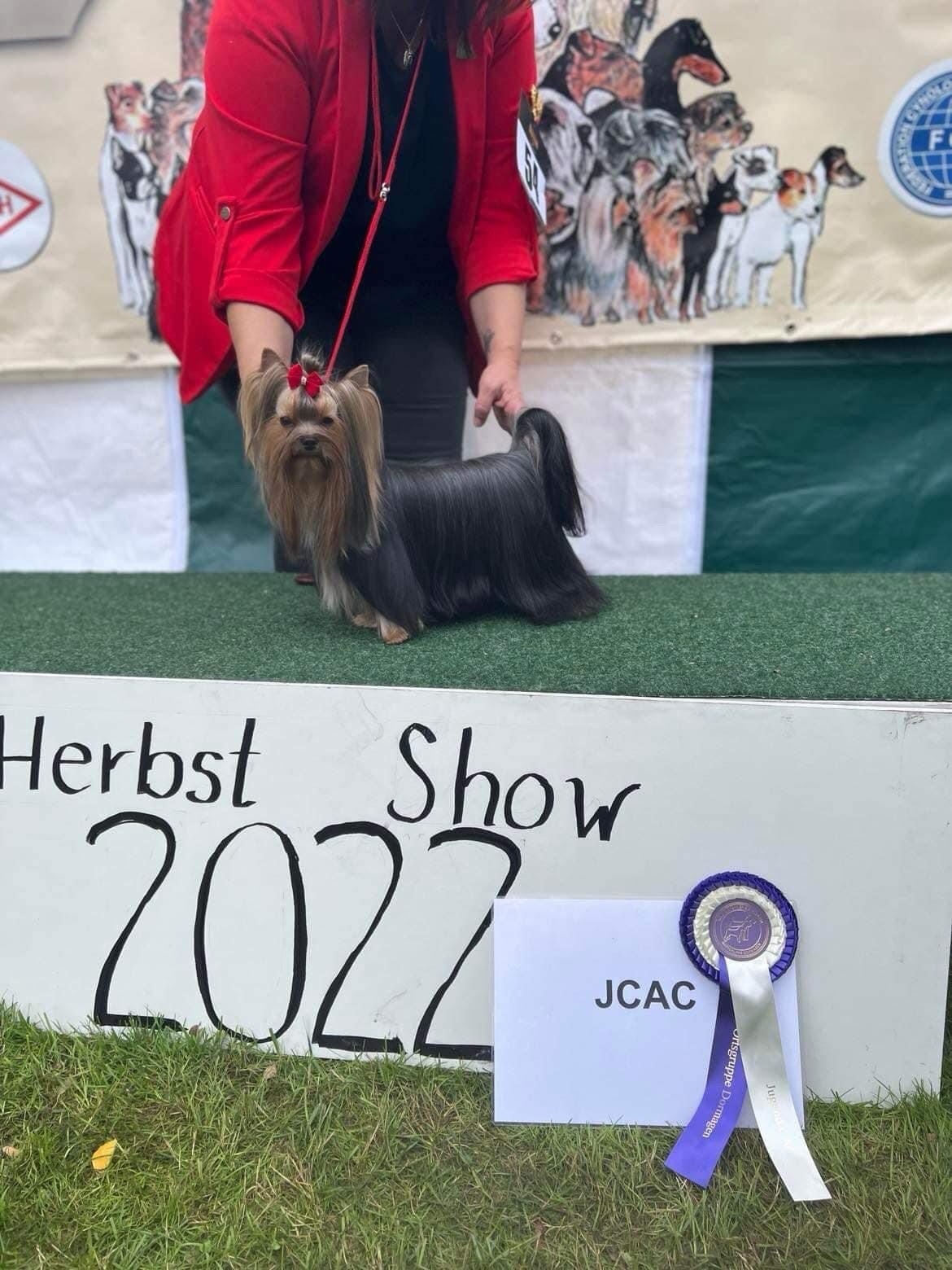 PIOJIA DORO PIOJIA DORO YOU ARE MY LOVE STORY &mdash; Labaza DogPedigree YorkshireTerrier